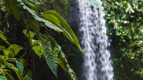 Close up of jungle fern plants moving by breeze of an tropical waterfall