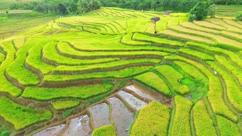 Beautiful morning view indonesia Panorama Landscape paddy fields with beauty color and sky natural