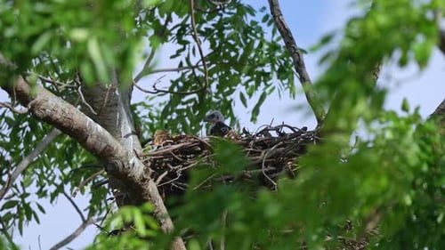 Poussin d'aigle fauve changeant sur un nid d'arbre pendant la journée. - plan fixe