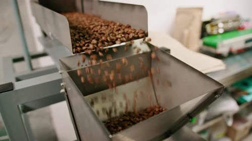 Coffee beans are pushed onto the conveyor of an industrial shaker Brown beans fall for packing