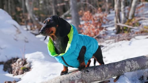 Dachshund Wearing a Coat Posing on Log in Winter