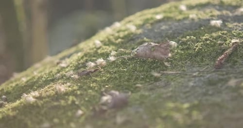 Close Up View Of The Rock Surface With Green Moss And Leaves - slider right