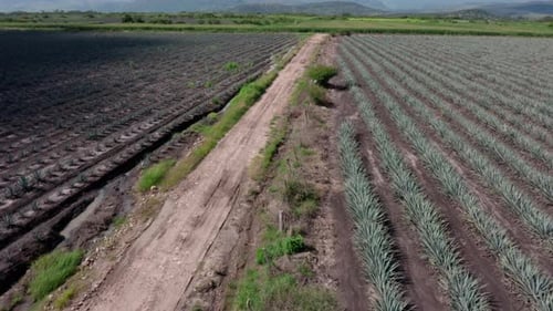 Die Drohne fliegt über eine Agavenplantage und nahegelegenes Ackerland und folgt einer unbefestigten Straße zwischen Erntereihen