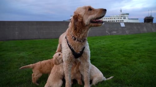 Granja de perros
Goldendoodle. Los cachorros beben leche de su madre. Madre cuidando a sus cachorros. Lento