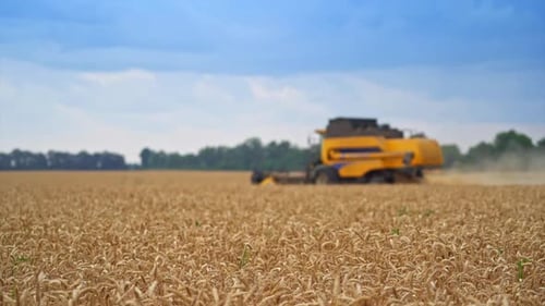 Mower machinery cutting crops of ripe rye during harvest season.