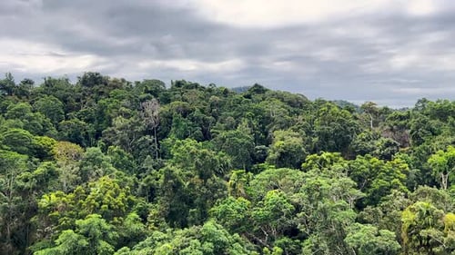 Fliegen über die vielfältigen Baumwipfel eines geschützten Waldes, das zum Weltnaturerbe gehört
