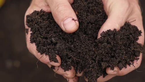 Fertile Soil in Male Hands Farmer Hold Rich Land in Field Handful Black Soil Natural Ecological