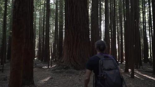 Man with Backpack Walking Through a Forest of Trees New Zealand
