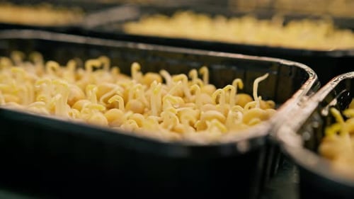 Several rows of various plant crops are represented by young shoots of the microgreen farm close-up