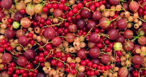 Overhead Close Up of Gooseberries and Red Currants
