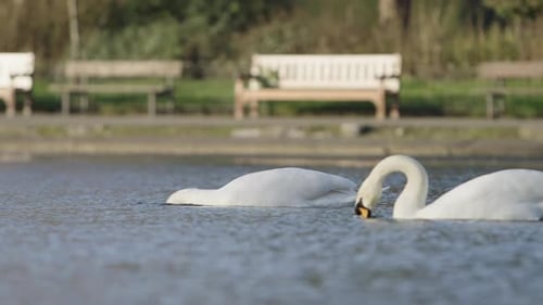Two Swans Foraging in Pond with Park Benches in Background