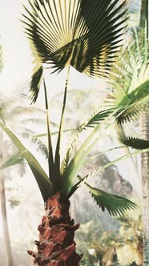 Background of Natural Palm Leaves Tree Branch