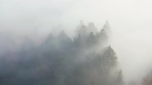 dichter Nebel um eine Baumgruppe. Sonne scheint durch den Nebel