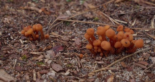 Small Bright Orange Mushrooms Growing On Forest Foreground. - Closeup, Pan Left