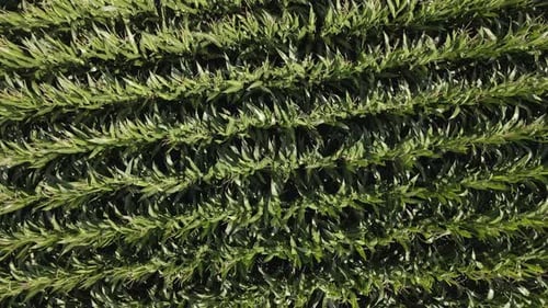 Aerial View Corn Field Rows on Sunny Day