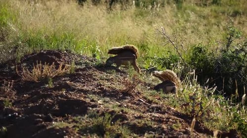 Ground squirrels of Southern Africa