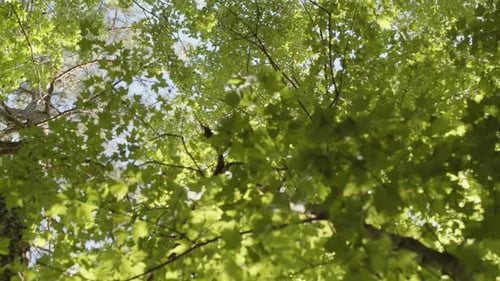 Upward angle shot on a forest canopy in the eastern USA