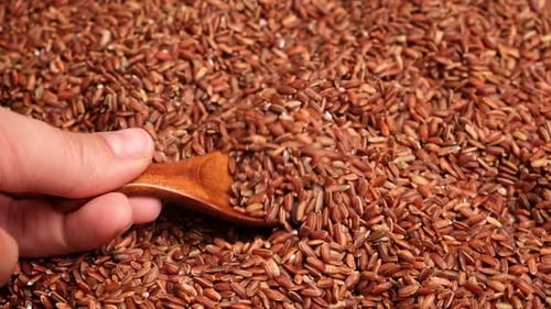 Wooden Spoon Picks Up Dry Red Rice Long Brown Rice Close Up Grains Fall Poured a Stack World Crisis