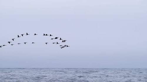 Ein wunderschöner Anblick eines Vogelschwarms, der über die Wellen der Südinsel in Neuseeland fliegt - weite Pfanne