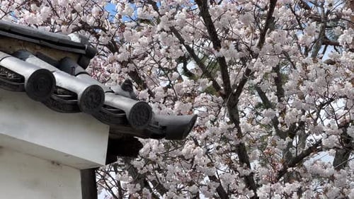 White Japanese castle wall against full blooming sakura cherry blossoms