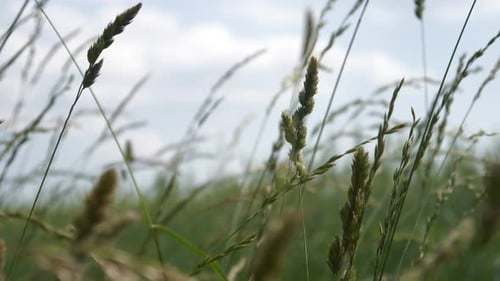Closeup meadow in the wind in slowmotion