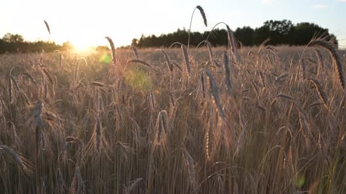 Wheat field, ears of wheat swaying from the gentle wind. natural organic farming at sunset