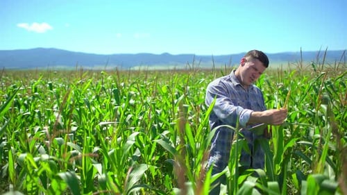 Farmer Man Checking Cornfields Green Corn Field Agriculture Natural Organic Food Farming