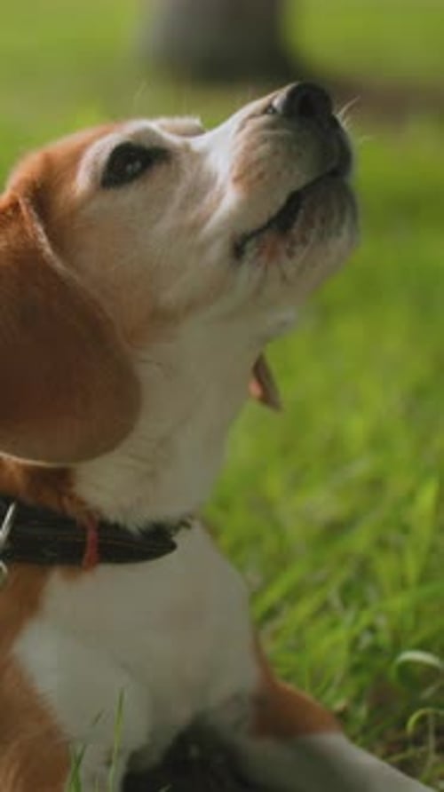 Serene Dog Lounging Relaxed Beagle in Peaceful Park Tranquil Beagle Lying in Grassy Park Scene Calm