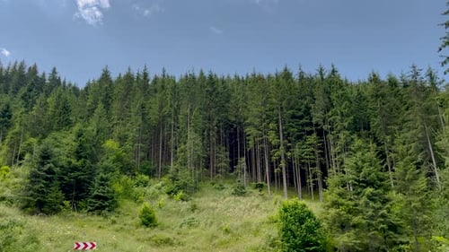 cinematic video from car of coniferous forest, mountain view, meadow and field,