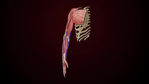 Human Arm Anatomy 3D Scan with Muscles, Nerves, and Bones Rotation
