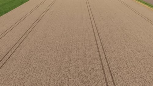 Drone view: combine harvest machine working a ripe wheat field, Netherlands