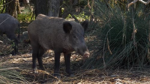 Wildschwein