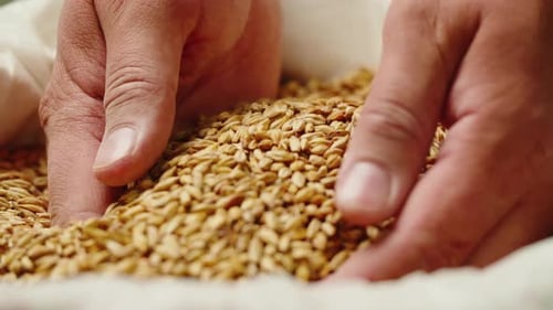 Closeup de malte de cevada dourada seca