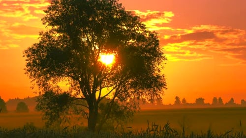 Beautiful landscape at sunrise and a tree in the field. Time lapse.