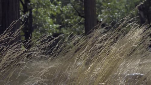 Wind Blowing Through Golden Grass