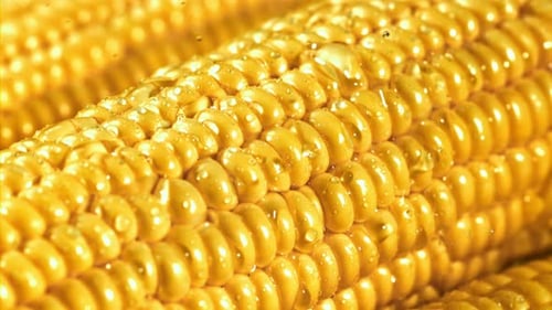 Fresh Corn on the Cob Close Up