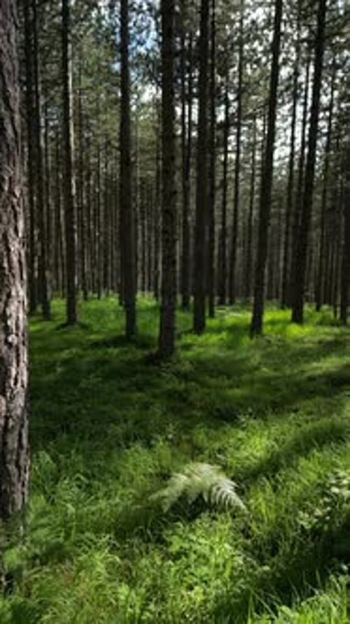 Se déplacer dans une forêt printanière avec soleil