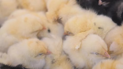 Clustered Yellow Chicks on a Farm