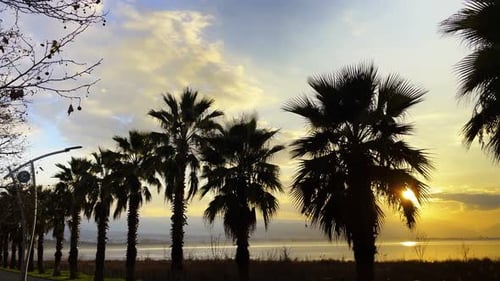 Palm Trees And The Sea In Sunset 2