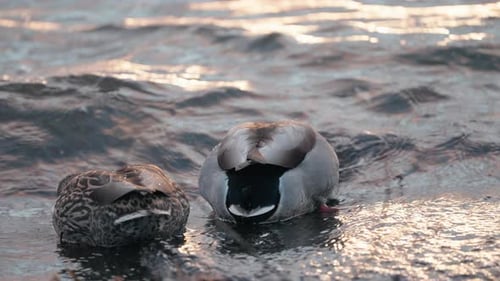 Ducks Resting by Water at Sunset