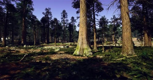 Vibrant Forest Landscape with Tall Trees and Sunny Sky in a Serene Setting