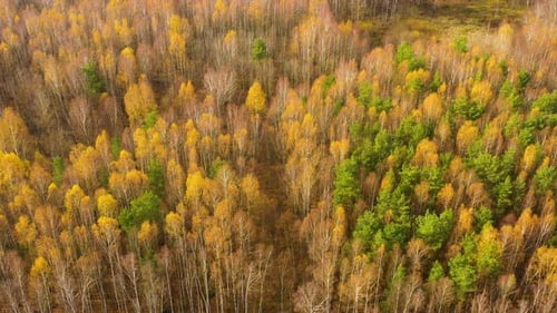 Colourful Autumn Colours in Forest Form Above Captured with a Drone