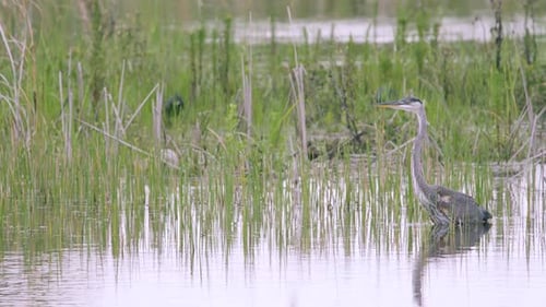 great blue heron bird resting in water amongst reeds in marsh slough habitat