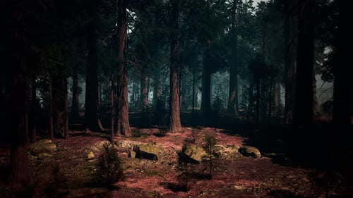 Majestueuse forêt de séquoias noirs