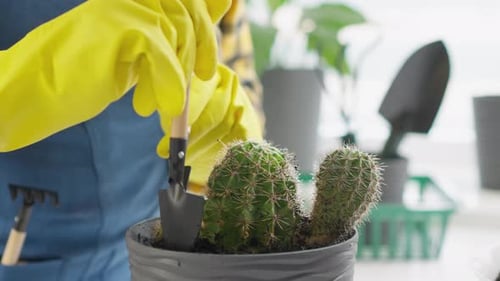 Gloved Person Gardening Potted Cactus Indoors