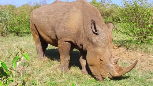 Tier-, Natur-, Fauna- und Wildtierkonzept - Nashornweiden in der Savanne At
