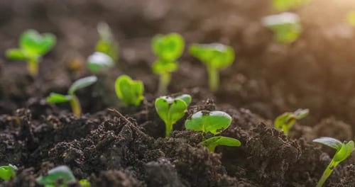 Plants growing up