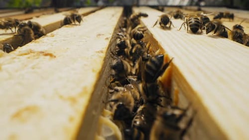 Bees Working Hard Inside Honeycomb Hive Structure