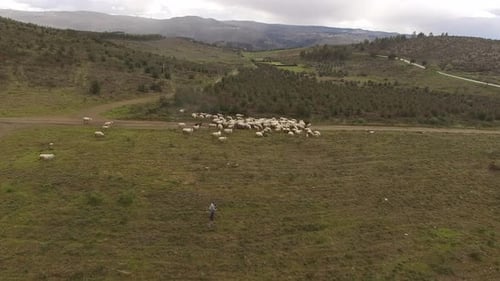 Aerial View Sheep animals on a meadow. Beautiful sheep on pasture in a sunny day. Herd of sheep in n