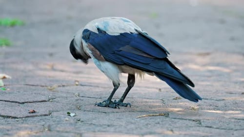 Eine schwarze Krähe läuft anmutig auf dem Bürgersteig in einem Park
